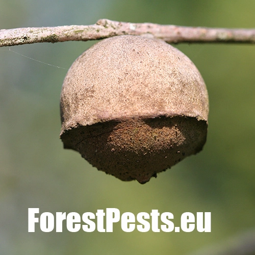 Hrčiarka Andricus quercustozae