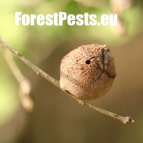 Hrčiarka Andricus quercustozae