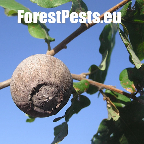 Hrčiarka Andricus quercustozae