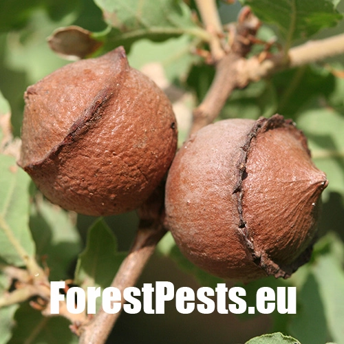 Hrčiarka Andricus quercustozae