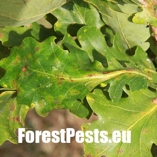 Hrčiarka Andricus testaceipes