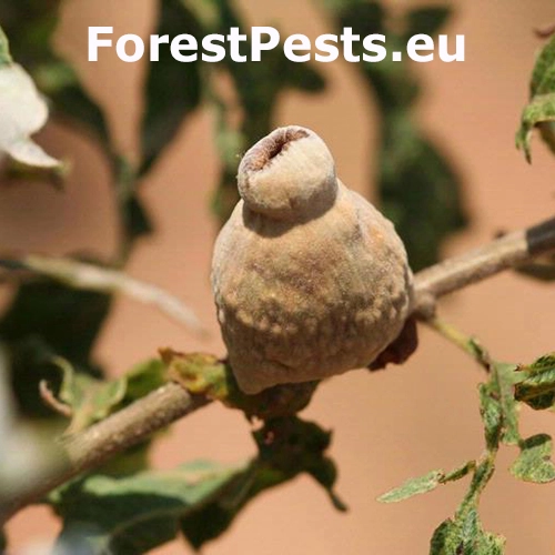 Hrčiarka Andricus tomentosus