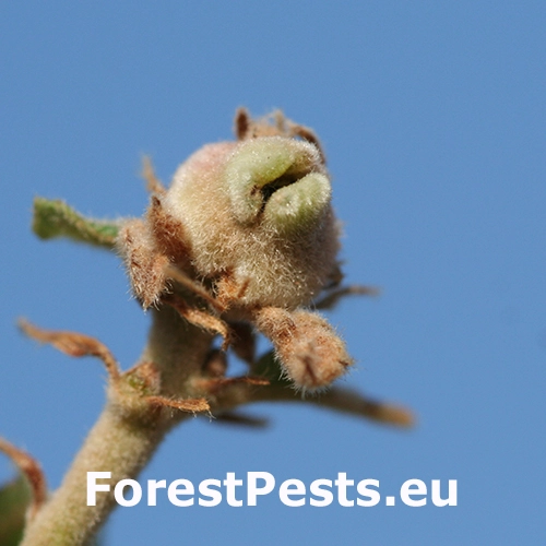 Hrčiarka Andricus tomentosus