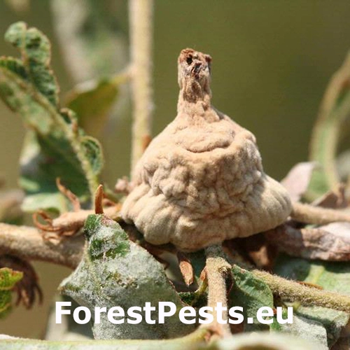 Hrčiarka Andricus tomentosus