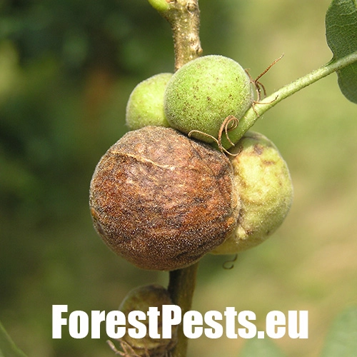 Hrčiarka Aphelonyx cerricola