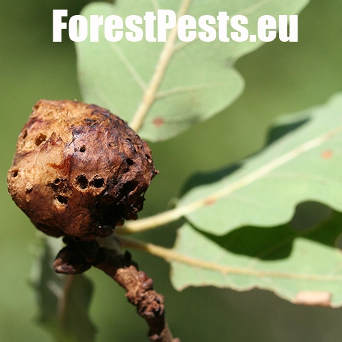 Hrčiarka bezkr&iacute;dla