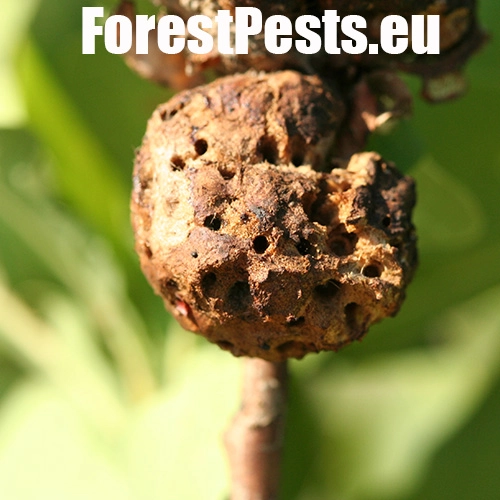 Hrčiarka bezkr&iacute;dla