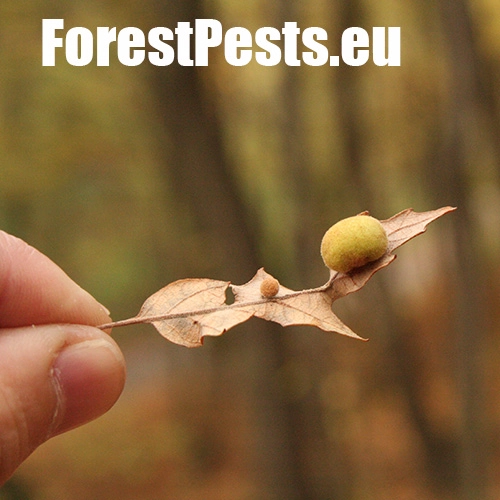 Hrčiarka Chilaspis nitida