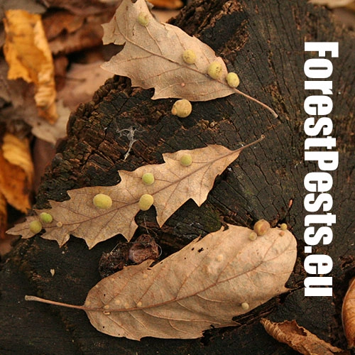 Hrčiarka Chilaspis nitida