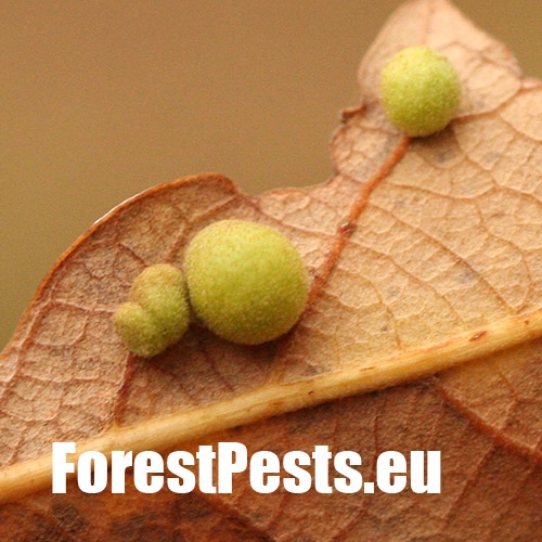 Hrčiarka Chilaspis nitida