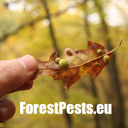 Hrčiarka Chilaspis nitida