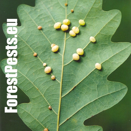 Hrčiarka Cynips divisa