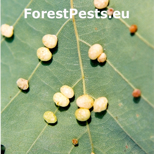 Hrčiarka Cynips divisa