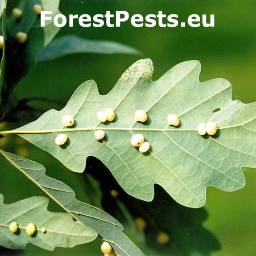 Hrčiarka Cynips divisa