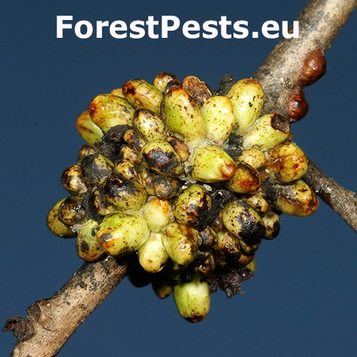 Hrčiarka Dryocosmus cerriphilus