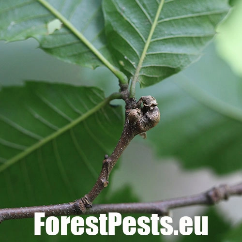 Hrčiarka Dryocosmus kuriphilus