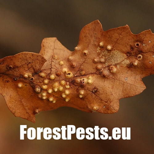 Hrčiarka Dryomyia circinans