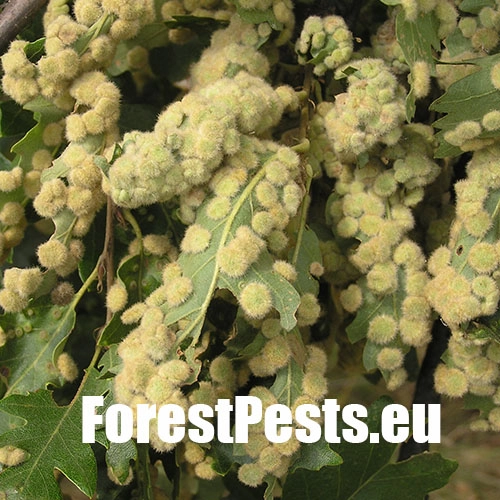 Hrčiarka Dryomyia circinans