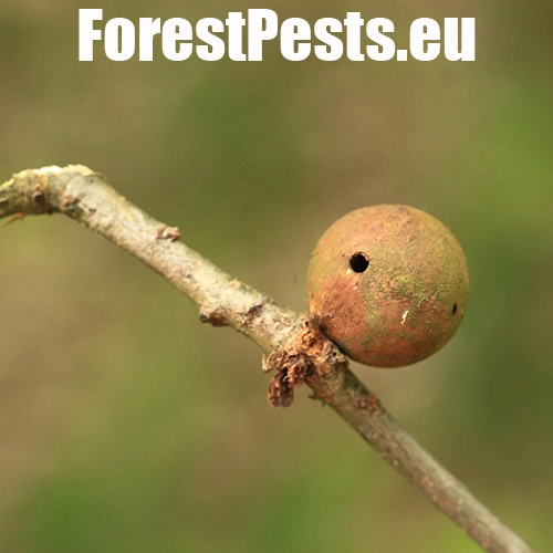 Hrčiarka dubienkov&aacute; 