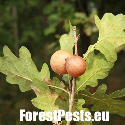 Hrčiarka dubienkov&aacute; 