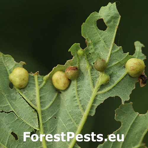 Hrčiarka javorov&aacute;