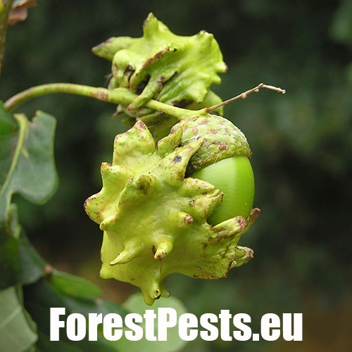 Hrčiarka kalichov&aacute;