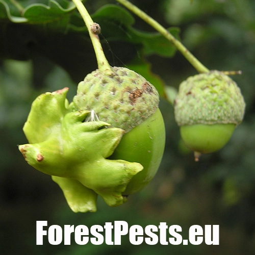 Hrčiarka kalichov&aacute;