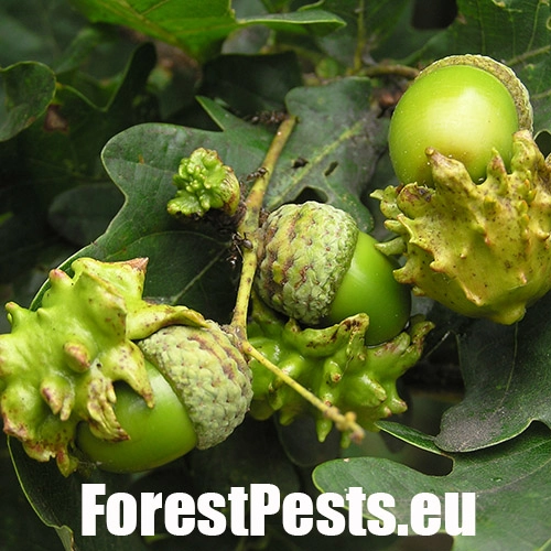 Hrčiarka kalichov&aacute;