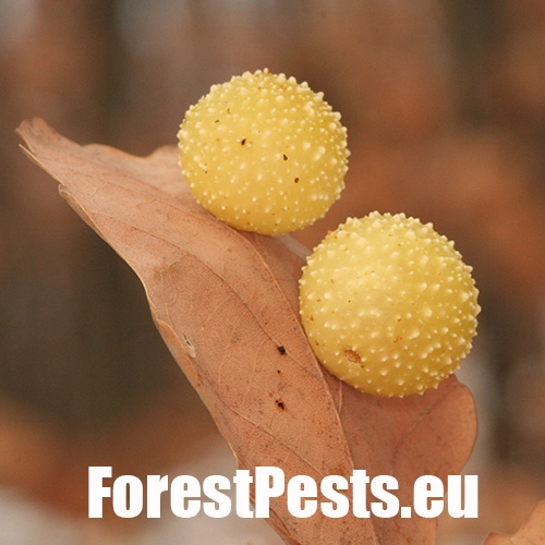 Hrčiarka listov&aacute;