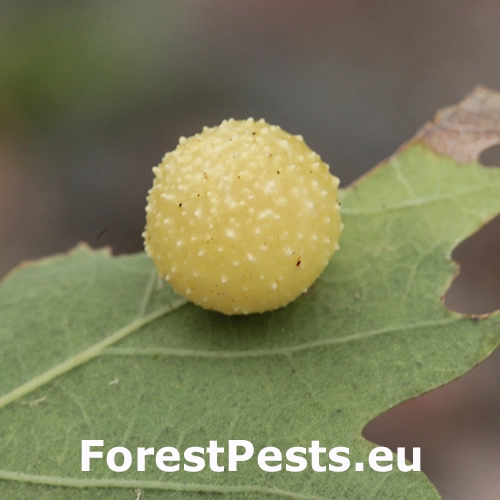 Hrčiarka listov&aacute;