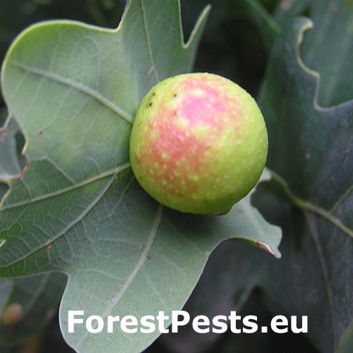 Hrčiarka listov&aacute;