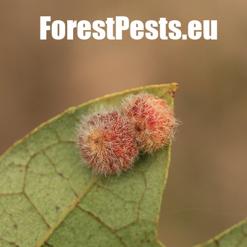 Hrčiarka Neuroterus lanuginosus