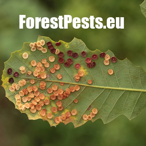 Hrčiarka Neuroterus quercusbaccarum