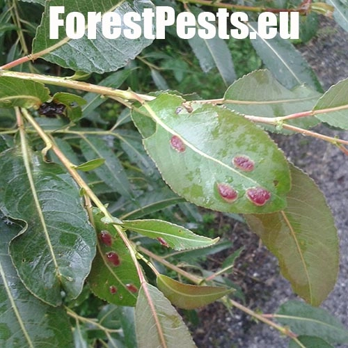 Hrčiarka Pontania proxima