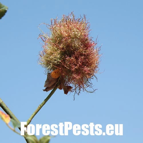 Hrčiarka ružov&aacute;