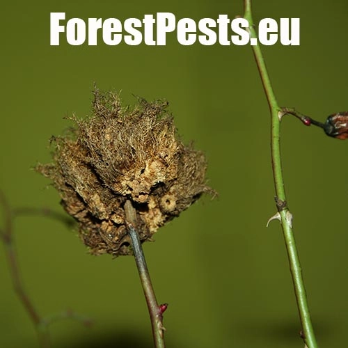 Hrčiarka ružov&aacute;