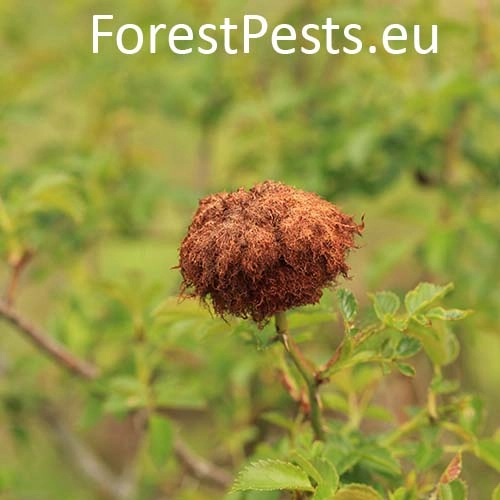 Hrčiarka ružov&aacute;