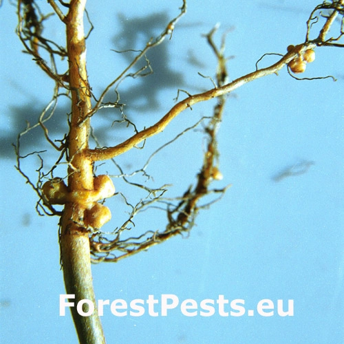 Hrčkotvorn&eacute; bakt&eacute;rie