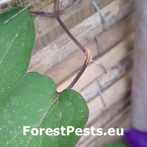 Hrdza Aecidium clematidis