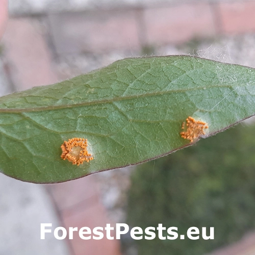 Hrdza Aecidium clematidis