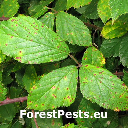 Hrdza na malin&aacute;ch