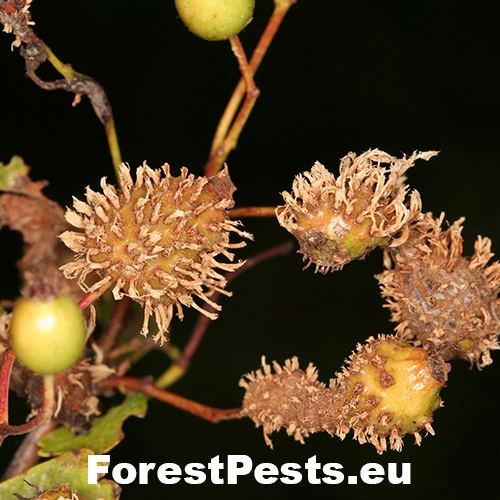 Hrdzavka hlohov&aacute;