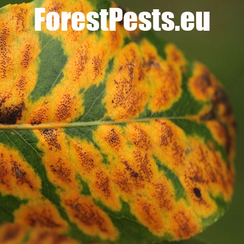 Hrdzavka hru&scaron;kov&aacute;