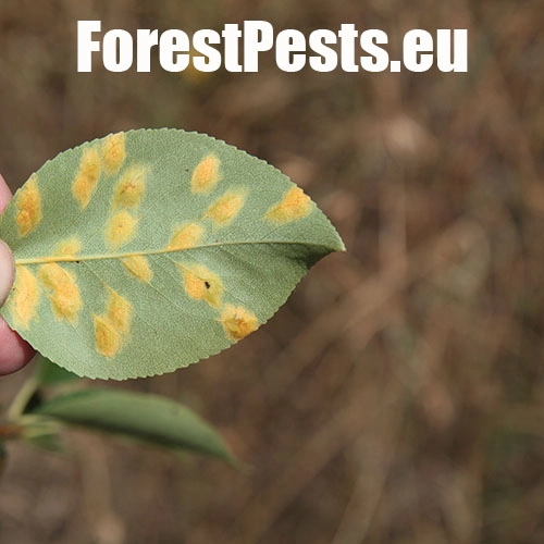 Hrdzavka hru&scaron;kov&aacute;