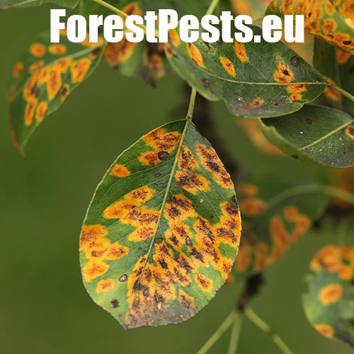 Hrdzavka hru&scaron;kov&aacute;