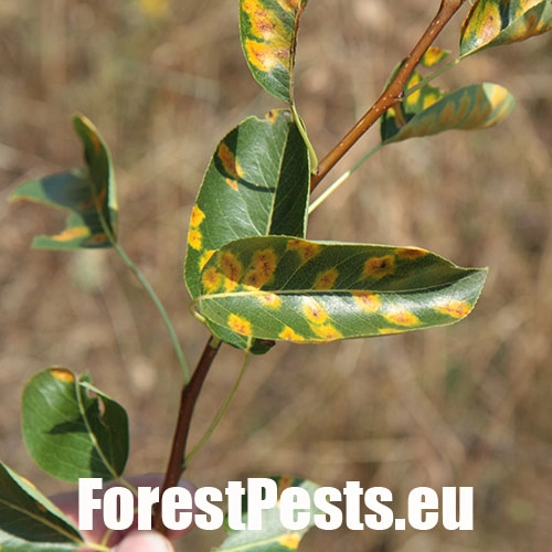 Hrdzavka hru&scaron;kov&aacute;