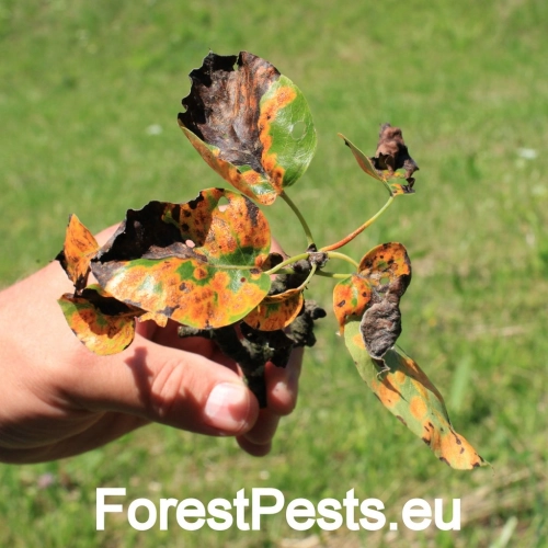 Hrdzavka hru&scaron;kov&aacute;