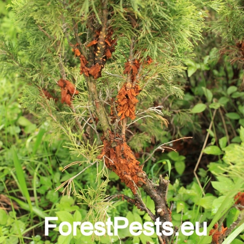 Hrdzavka hru&scaron;kov&aacute;