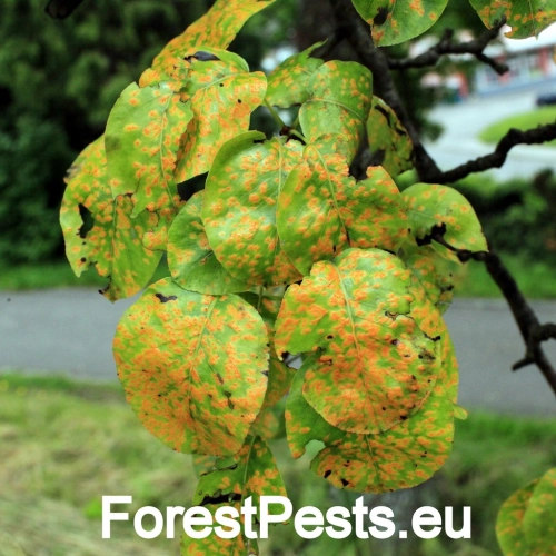 Hrdzavka hru&scaron;kov&aacute;