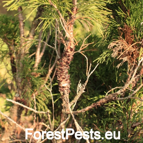 Hrdzavka hru&scaron;kov&aacute;